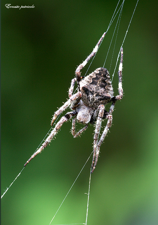 Araneus sp.